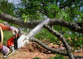 Reliable Beeville, TX  Tree Services Solutions