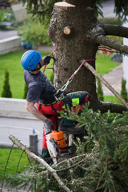 How Our Tree Care Process Works  in  Beeville, TX